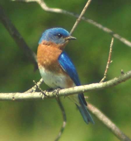 bluebird on ugly young maple